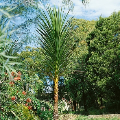 Picture of Cordyline Australis